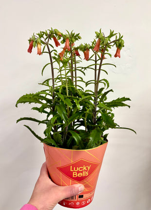 Kalanchoe Lucky Bells