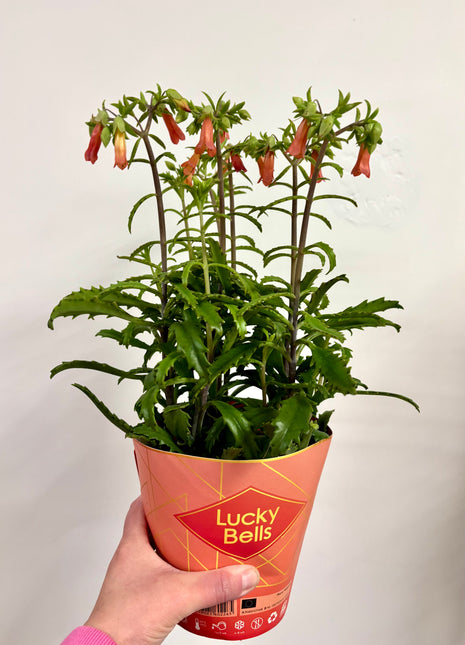 Kalanchoe Lucky Bells