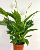 Spathiphyllum/ Peace Lily