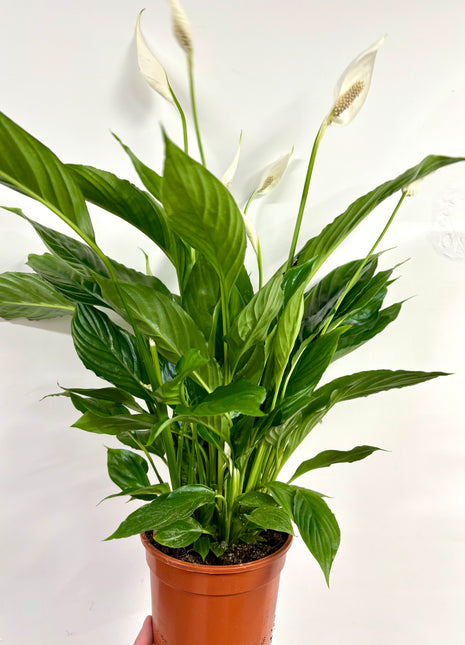 Spathiphyllum/ Peace Lily