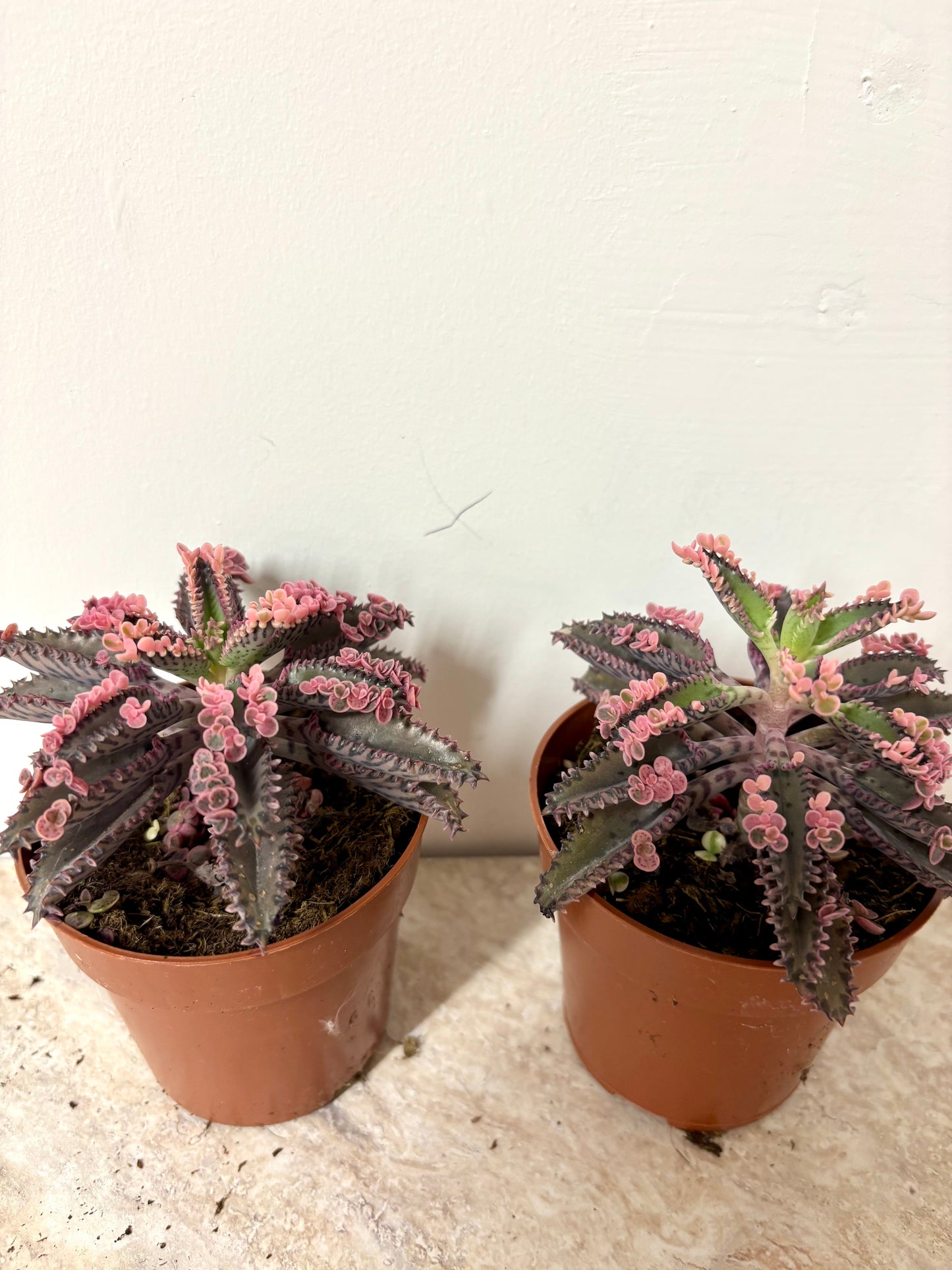 Kalanchoe Pink Butterfly