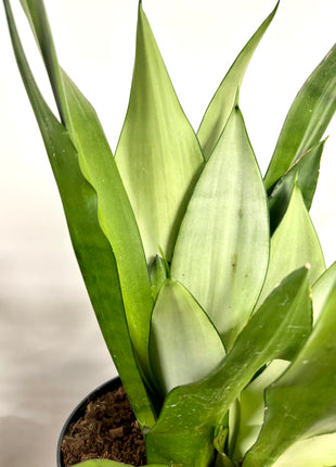 Sansevieria Moonshine