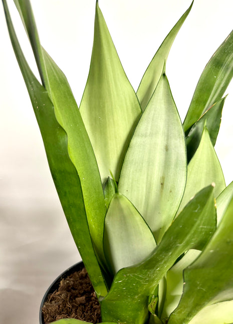 Sansevieria Moonshine
