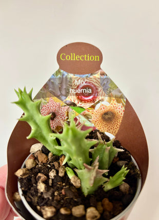 Huernia Macrocarpa