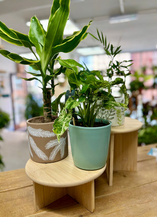 Bamboo Plant Stands