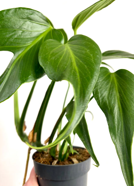 Monstera Burle Marx Flame