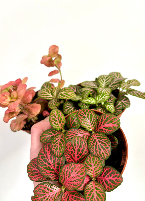 Fittonia - Pink/Red