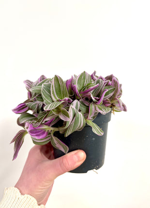 Tradescantia Sweetness