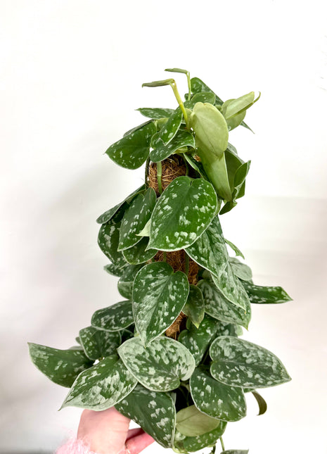 Scindapsus Silvery Ann