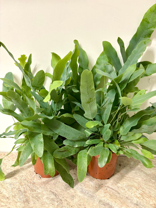 Phlebodium Blue Star