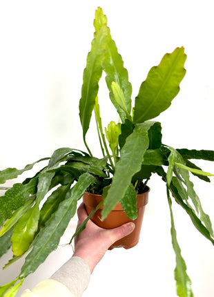 Epiphyllum Fruhlings Gold