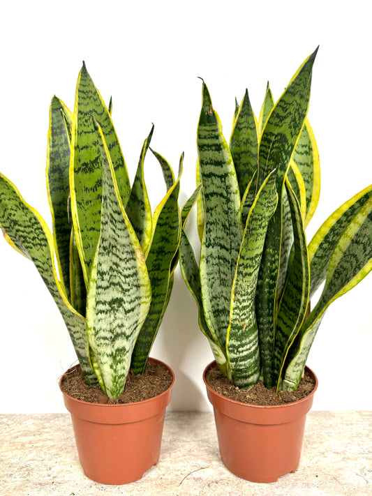 Sansevieria