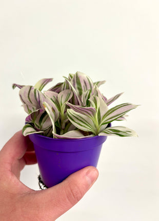 Tradescantia Unicorn