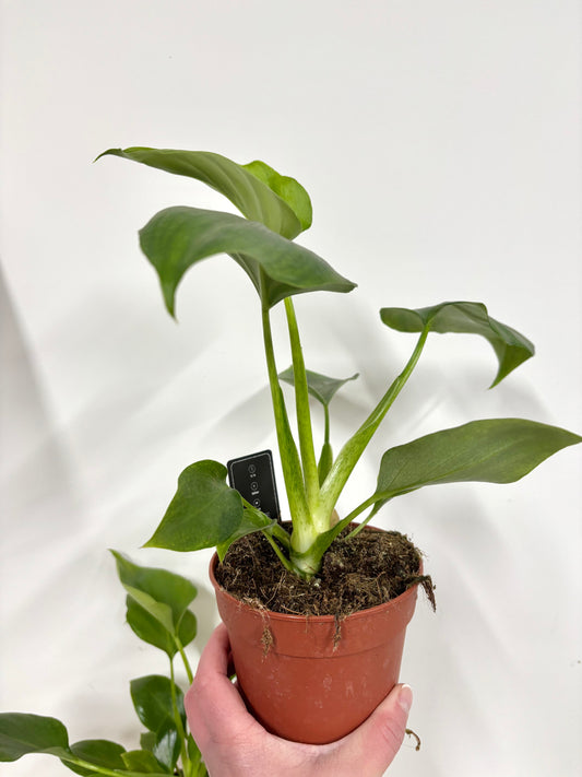 Philodendron Warzewiczii