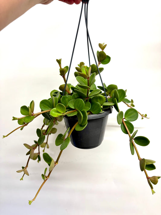 Peperomia Hope