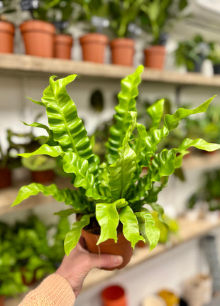 Asplenium Crispy Wave