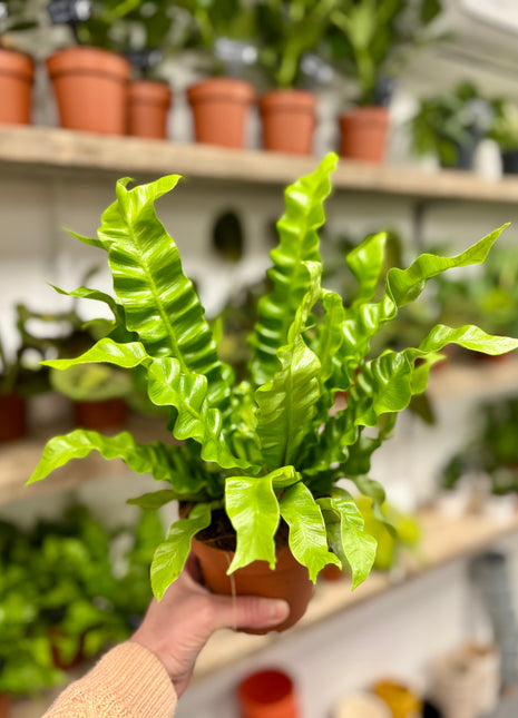 Asplenium Crispy Wave