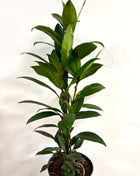 Ficus Cyathistipula Compacta