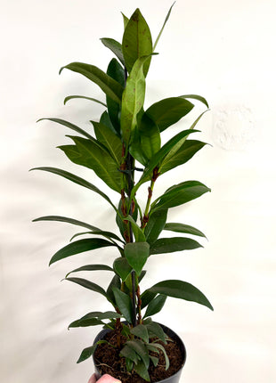 Ficus Cyathistipula Compacta