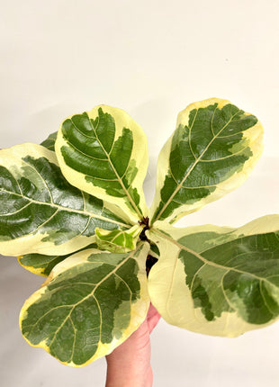 Ficus Lyrata Variegata