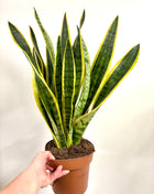 Sansevieria Laurentii