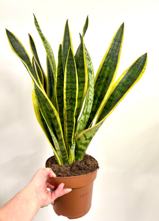 Sansevieria Laurentii