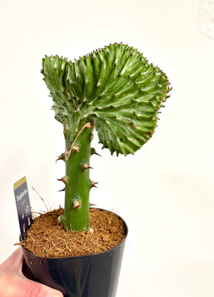Euphorbia Lactea Cristata