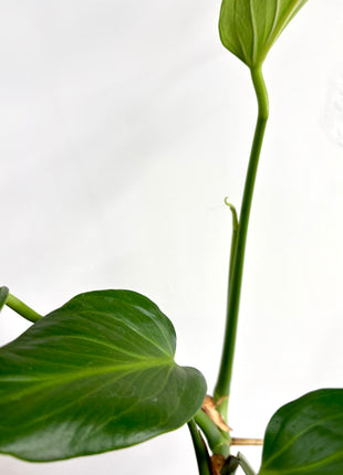 Monstera Burle Marx Flame