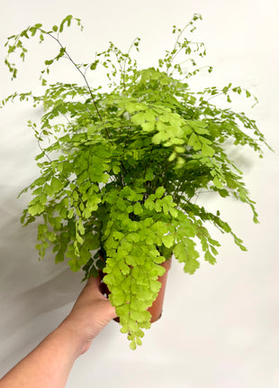 Adiantum Fragrans Fern