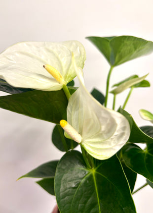 Anthurium white