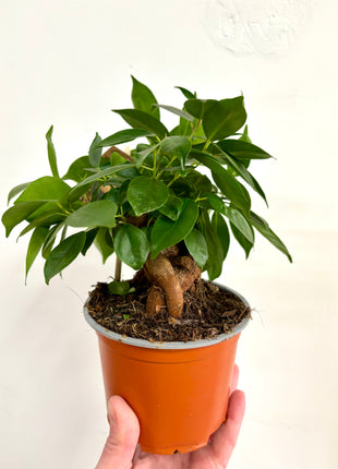 Ficus Mi Retina
