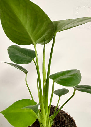 Monstera Deliciosa