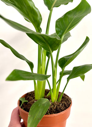 Strelitzia Nicolai / Bird Of Paradise