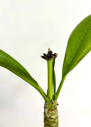 Plumeria Haw Gemengd