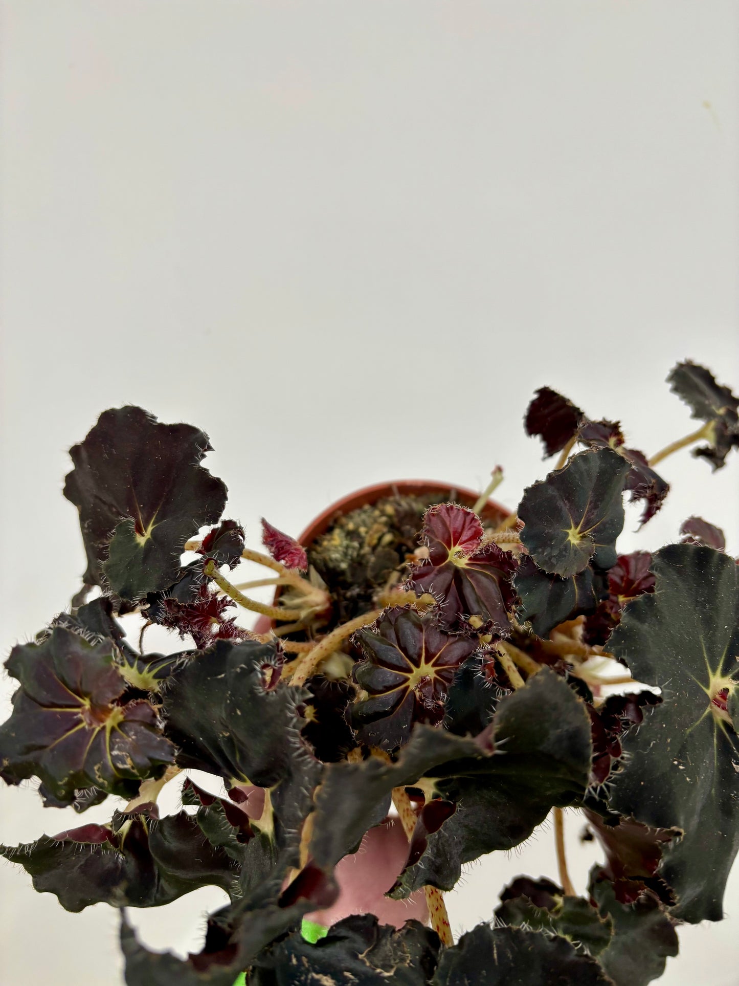 Begonia Rex Dark Mambo