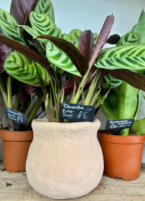 Rustic pot pink
