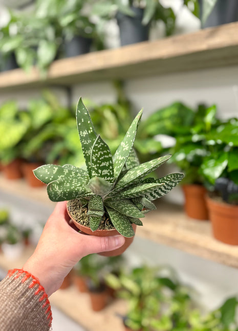 Gasteria Amour