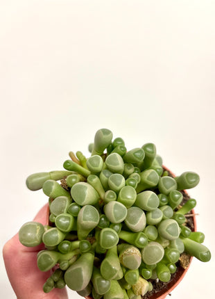 Fenestraria Rhopalophylla