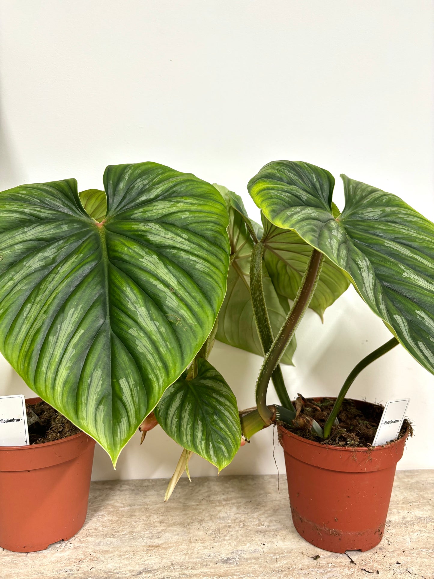 Philodendron Plowmanii