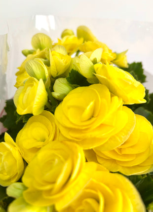 Begonia Du Gemend