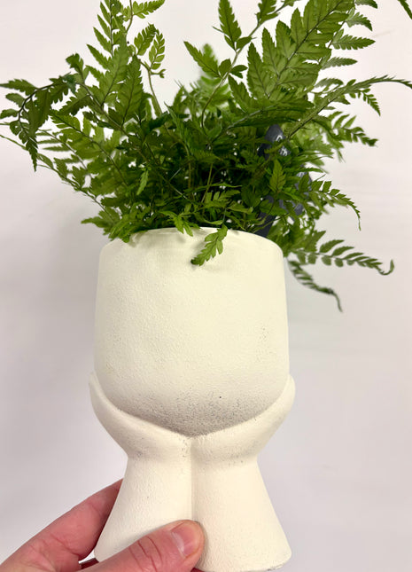 Daydream pot