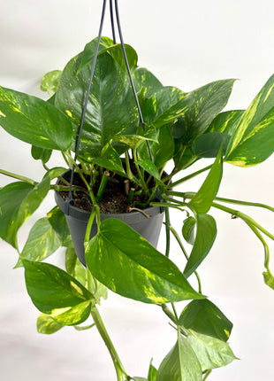 Epipremnum Aureum