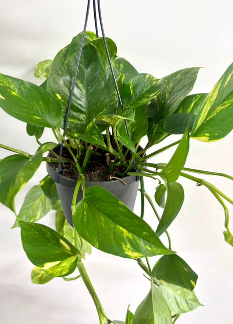 Epipremnum Aureum