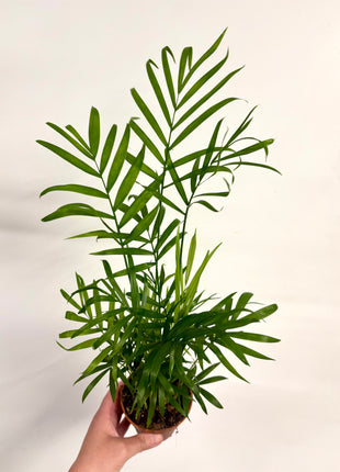 Chamaedorea Elegans