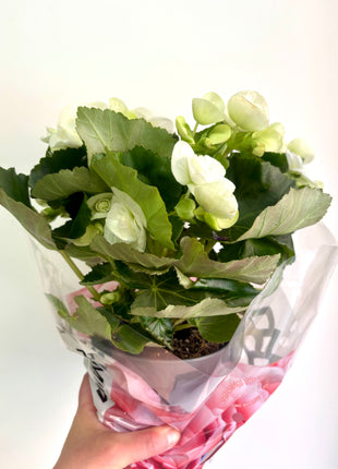 Begonia Du Gemend