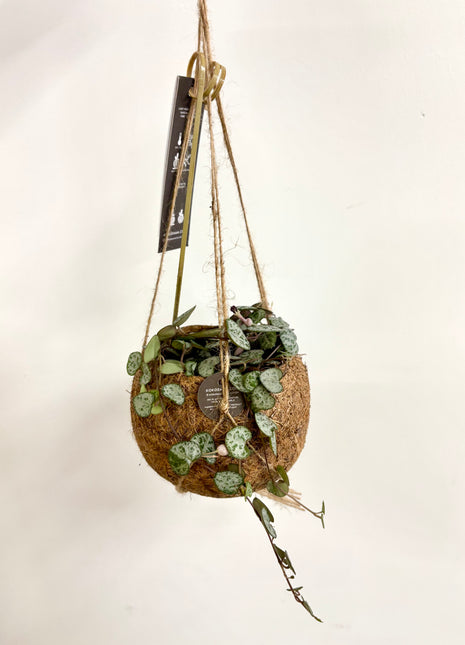 Coconut planter string of hearts - Kokodama