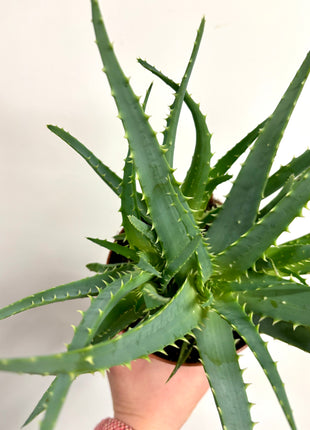 Aloe Arborescens