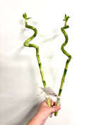 Dracaena Lucky Bamboo