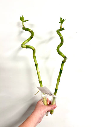 Dracaena Lucky Bamboo