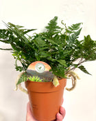 Humata Tyermannii